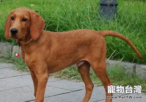 犬甲狀腺摘除術