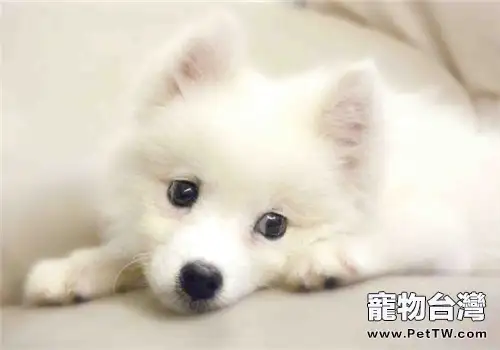 犬「櫻桃眼」的臨床症狀