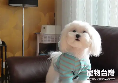 犬脫毛症的症狀有哪些