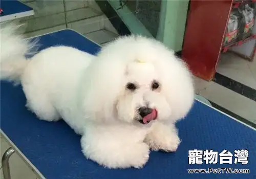 犬眼球脫垂的病因分析