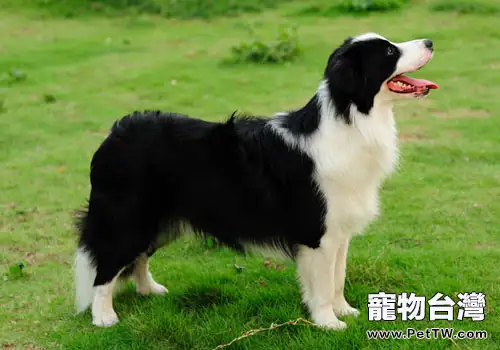 邊境牧羊犬異常掉毛怎麼辦