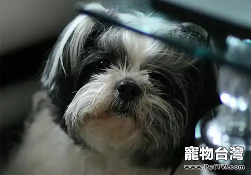 犬異食癖的治療方法(1圖)-寵物台灣