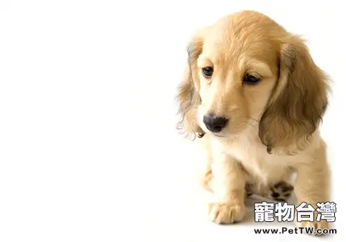 犬慢性胃炎的病原體介紹