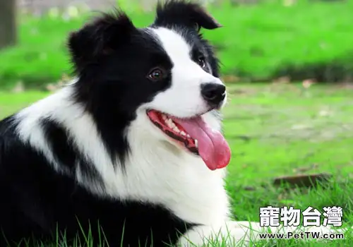 邊境牧羊犬愛叫嗎