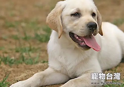 犬肥大性骨營養不良的病因有哪些