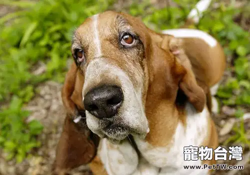 犬患細菌性心內膜炎有什麼症狀