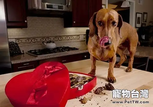 犬食物中毒怎麼辦