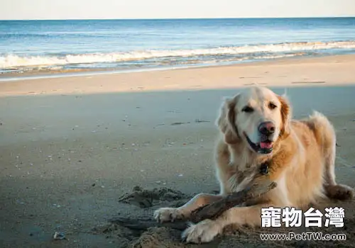 你真的準備好帶狗狗外出旅行了嗎(1圖)-寵物台灣