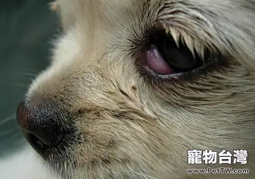 法國鬥牛犬的常見問題