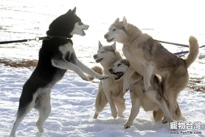 想養雪撬犬前必看的幾點