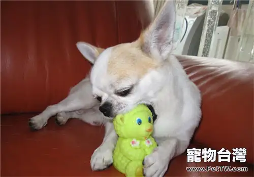 春節飼養寵物如何不影響走親訪友(共3張圖片)-寵物台灣
