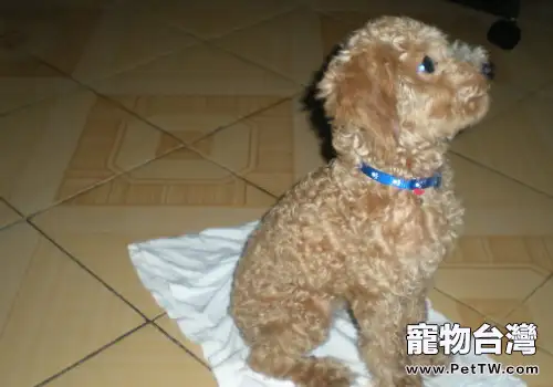 狗狗憋不住尿怎麼辦(1圖)-寵物台灣