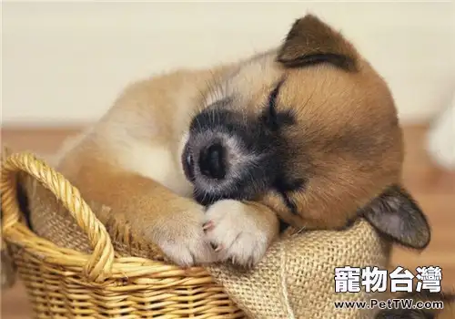 狗狗睡眠不好的原因之解決辦法