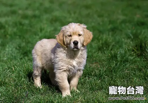 領養狗狗要慎重，不要輕易退還