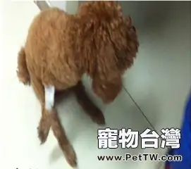 犬椎間盤疾病的治療