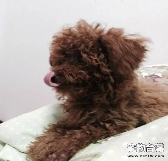 犬慢性腎功能衰竭的診療體會