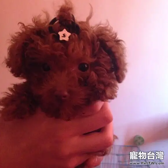 犬慢性腎功能衰竭的診療體會