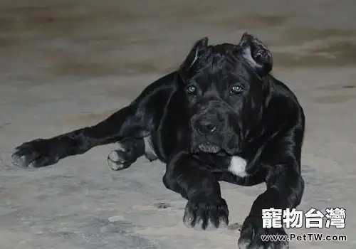 如何管理好自己的烈性犬