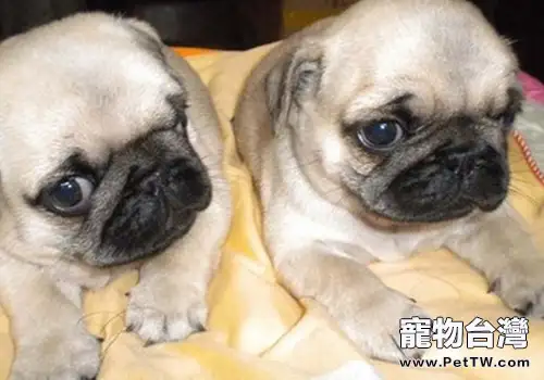 巴哥犬有哪些優點(共2張圖片)-寵物台灣