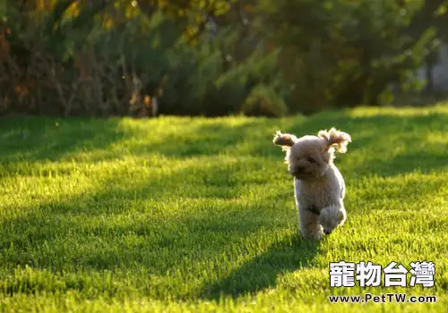 狗狗誤食農藥怎麼辦