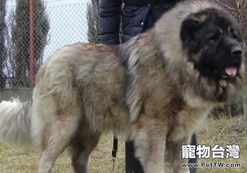藏獒和高加索誰更勝一籌(共2張圖片)-寵物台灣