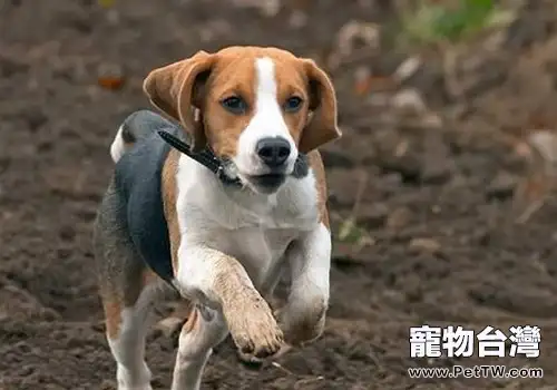 為什麼常選小獵犬作為實驗用犬