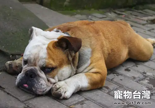 春季不要招惹狗狗(共2張圖片)-寵物台灣