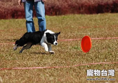 狗狗忠誠是天生的嗎