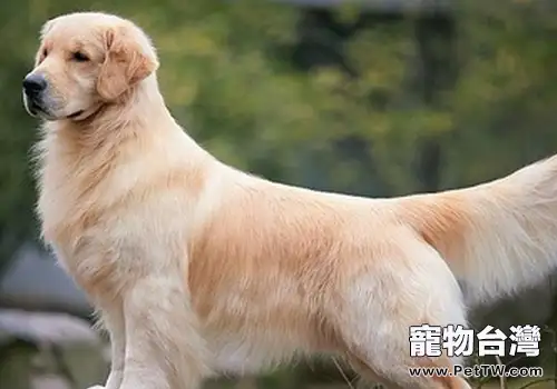 能使黃金獵犬致死的常見病有哪些