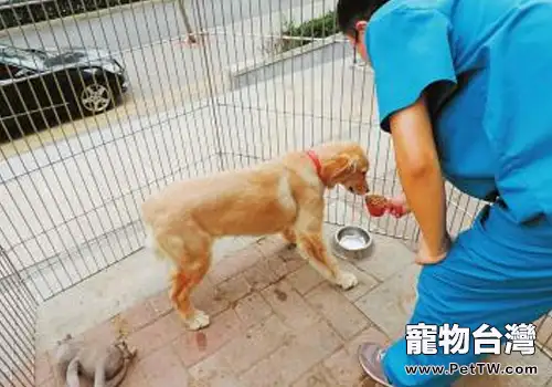 黃金獵犬如何健康過夏季