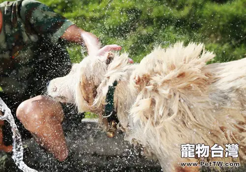 黃金獵犬如何健康過夏季