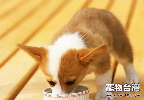 如何解決泰迪犬的飲食問題