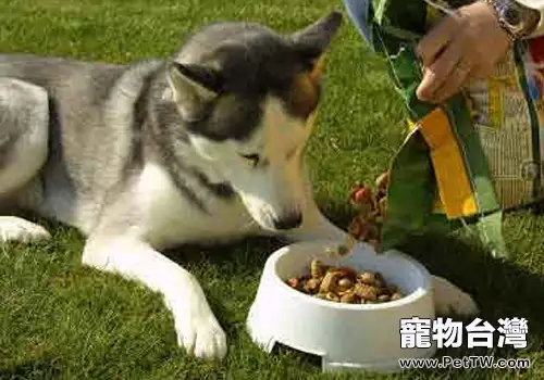 如何解決泰迪犬的飲食問題