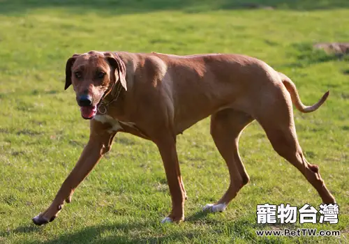 狗狗背痛的原因及相關治療