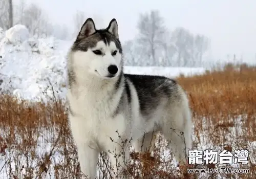 哈士奇會不會保護人(共2張圖片)-寵物台灣