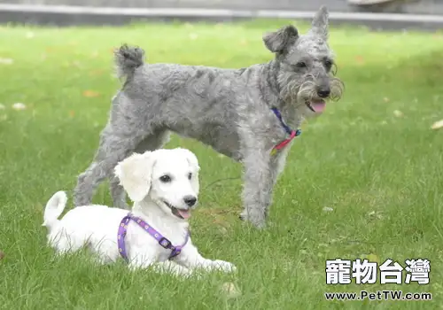 來自不同國家的狗狗能否很好地交流