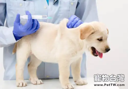 犬常用注射方法