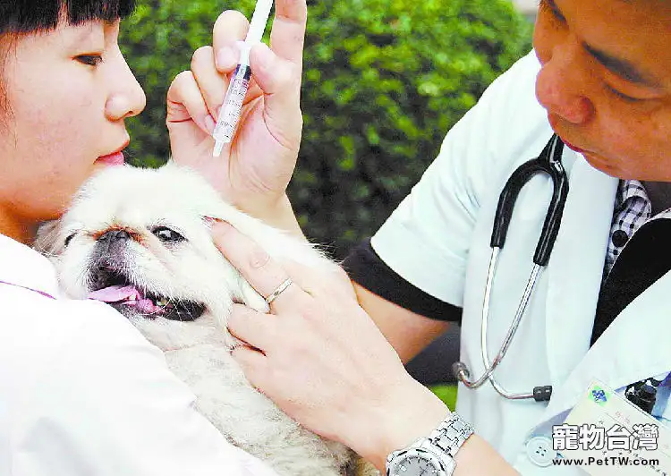 狗狗的家庭體檢方法(1圖)-寵物台灣