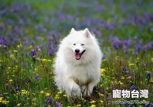 給狗狗吃剩飯菜有什麼影響