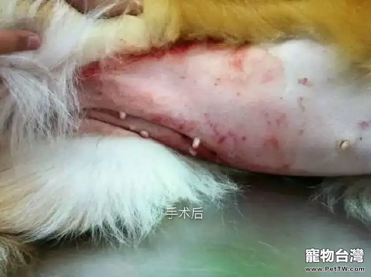  母犬卵巢囊腫導致不孕病例分析