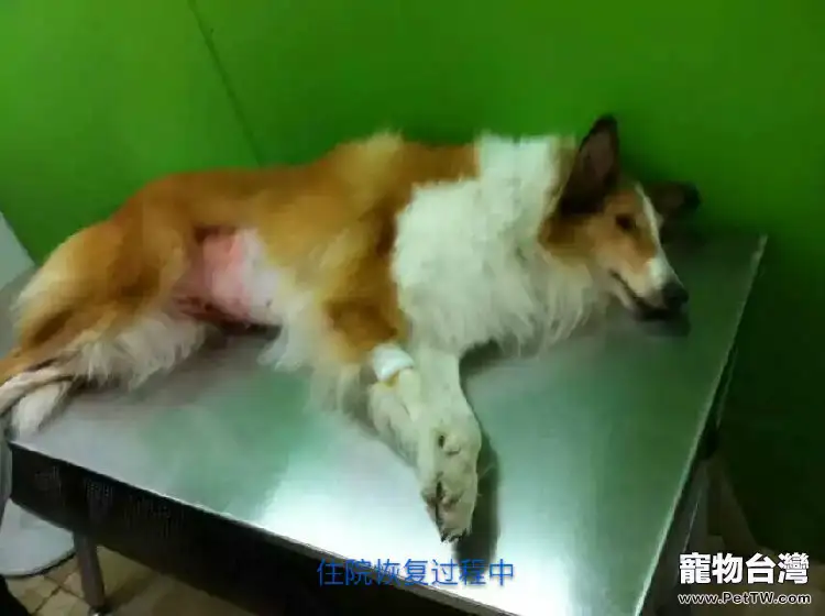  母犬卵巢囊腫導致不孕病例分析