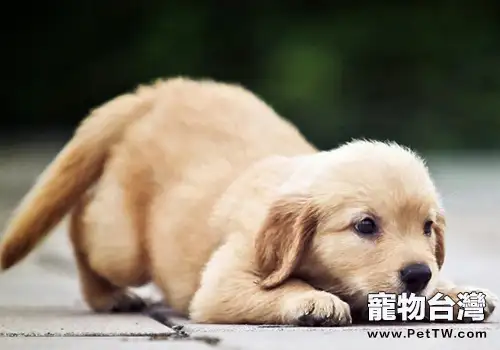 狗狗對其他狗狗叫是想打架嗎(1圖)-寵物台灣