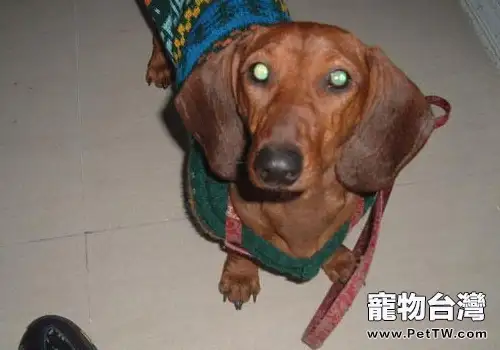 如何處理犬青光眼