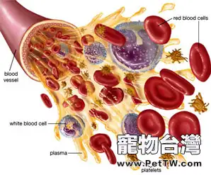 狗溶血性貧血病的介紹