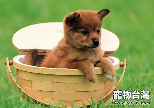 狗狗尿毒症