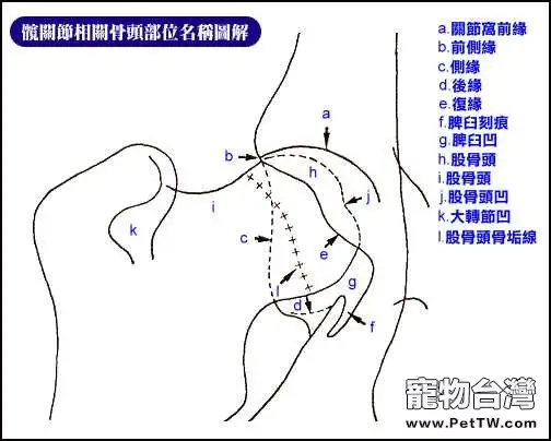 犬隻CHD髖關節發育不全症知識的整理