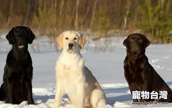 犬隻CHD髖關節發育不全症知識的整理