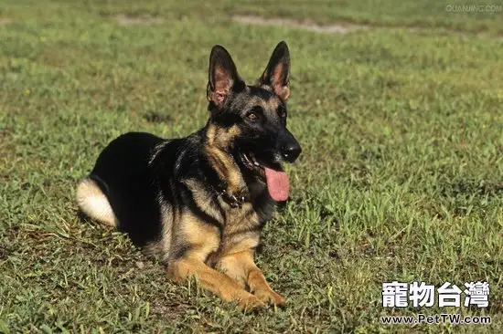 德國牧羊犬急性胃炎及治療