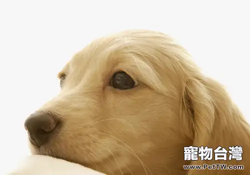 如何對待犬腎衰竭