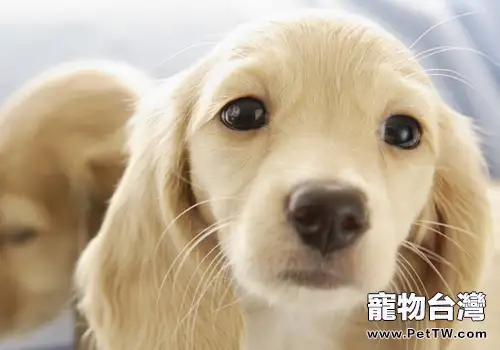 怎麼處理好犬心絲蟲